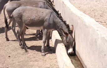 노동중인 살라드 이미지