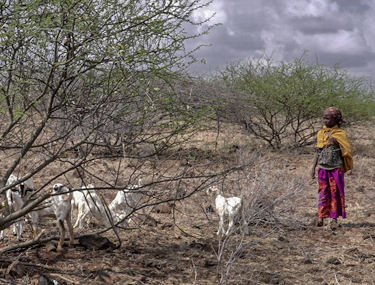 노동중인 살라드 이미지